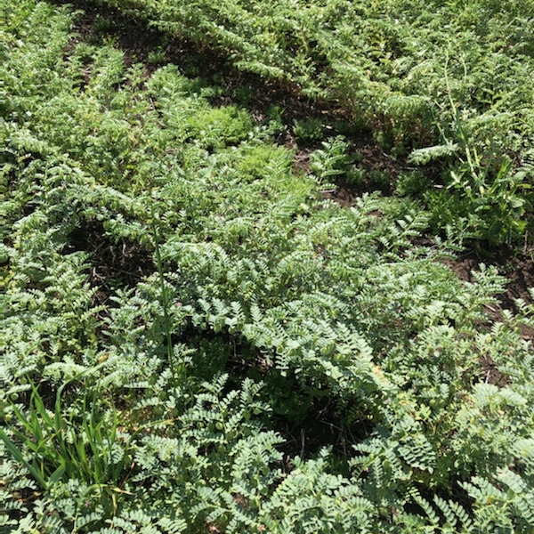 How our Agronomist developed an incredibly rare Seamer Chickpea crop